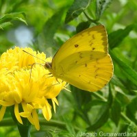 Catopsilia scylla Linnaeus, 1763